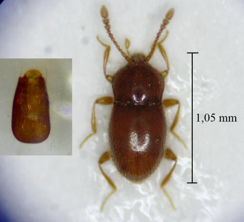 Cephennium aubei